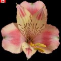 Alstroemeria - Puccini (bunch of 10 stems)